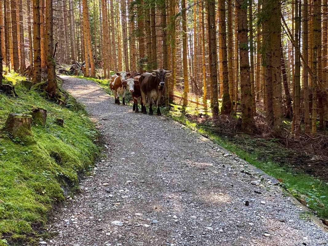 05 Weg Eckbauer - Elmauer Alm