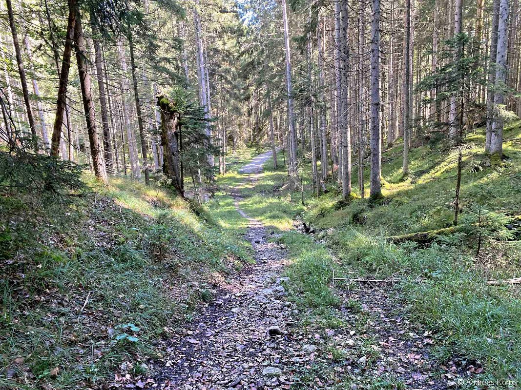 Übergang Forstweg